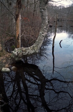 Dead Tree, Cedar Tree Neck Dead Tree, Cedar Tree Neck